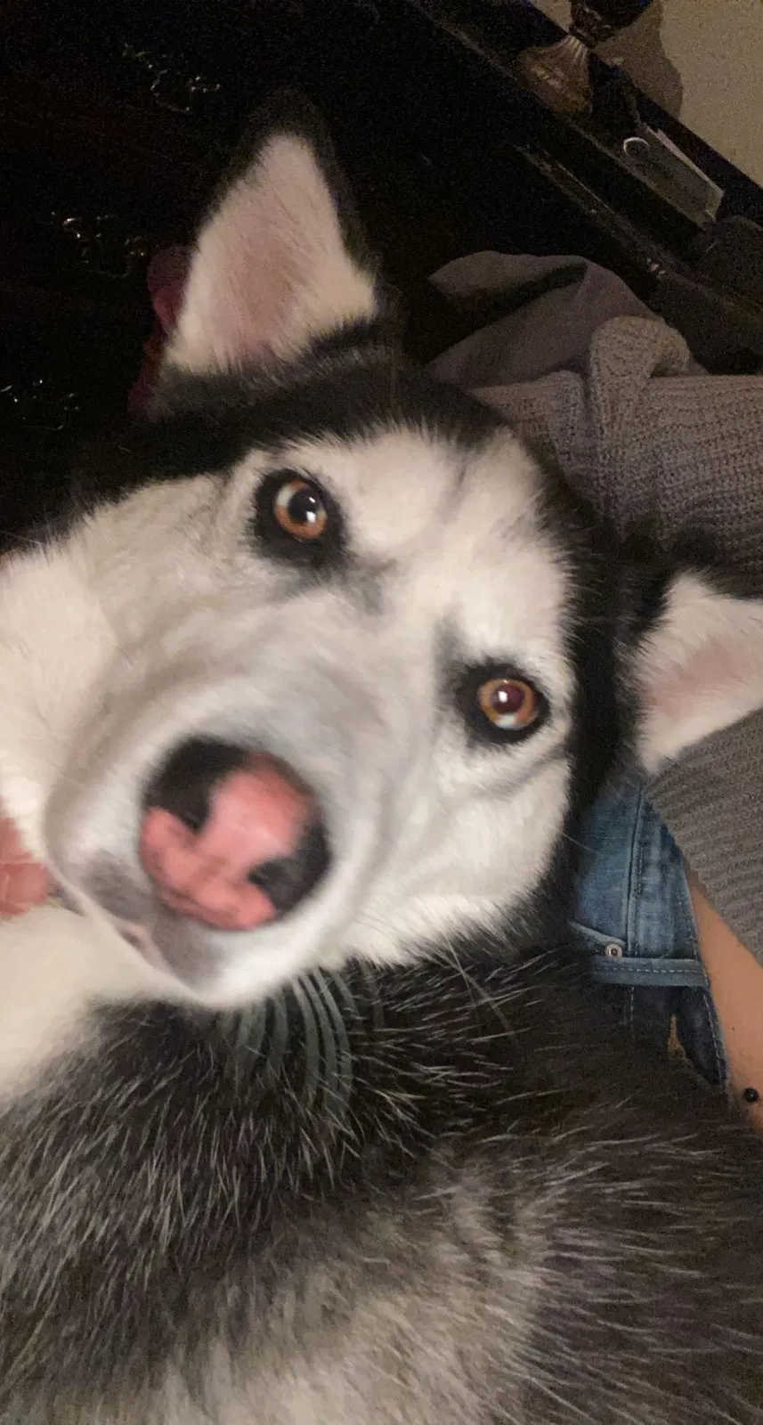 Lost dog in Knoxville, TN, 37920