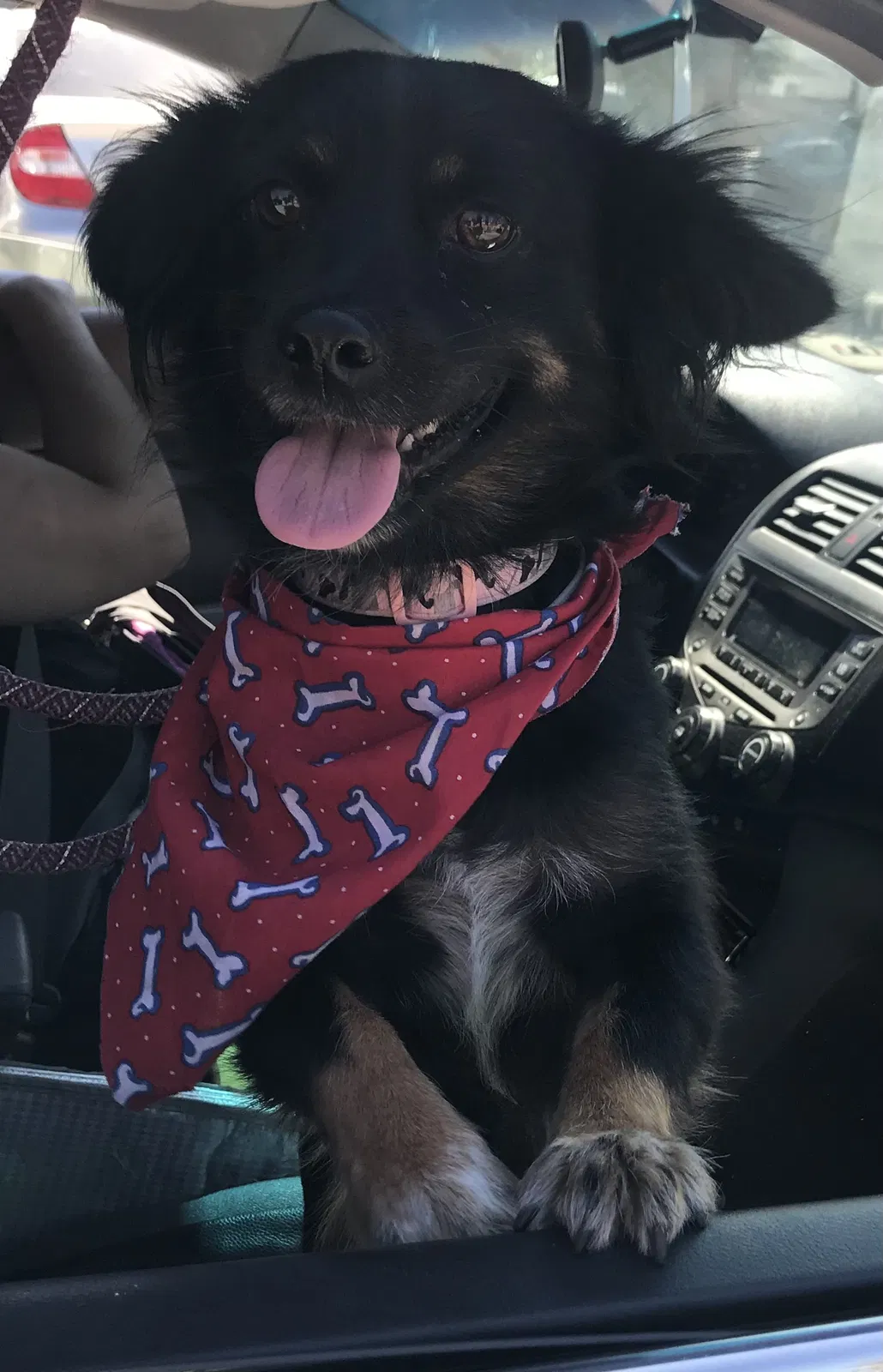 Lost dog in Pacoima, CA, 91331