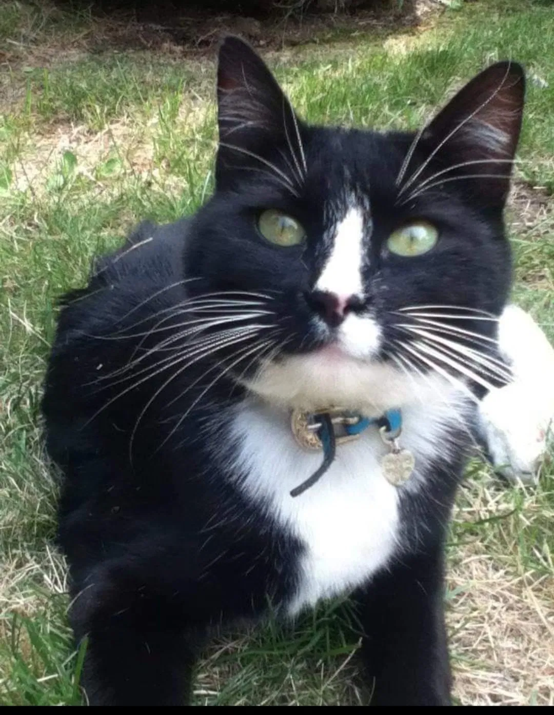 Lost cat in Redmond, OR, 97756