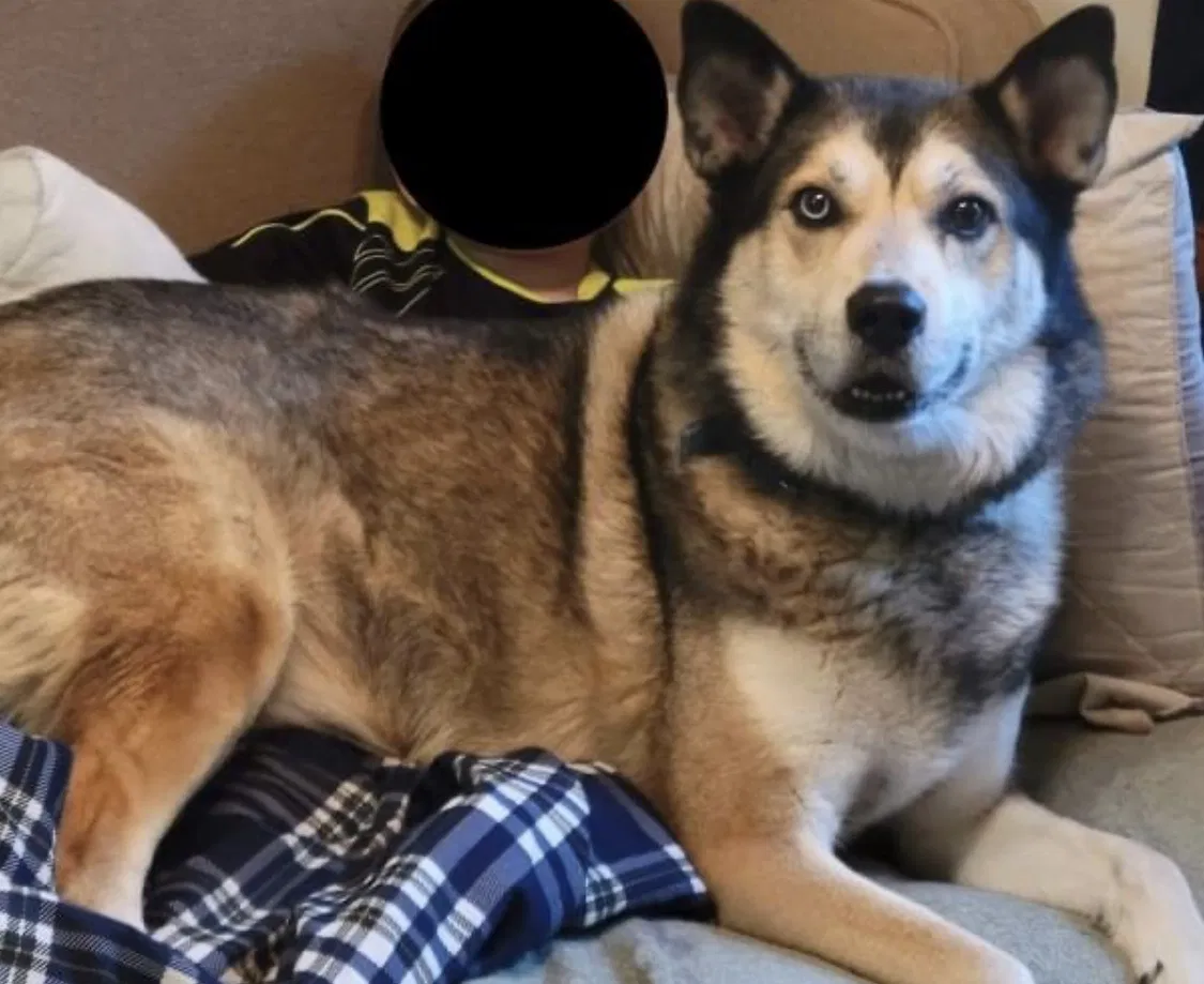 Lost dog in Nashville, TN, 37217