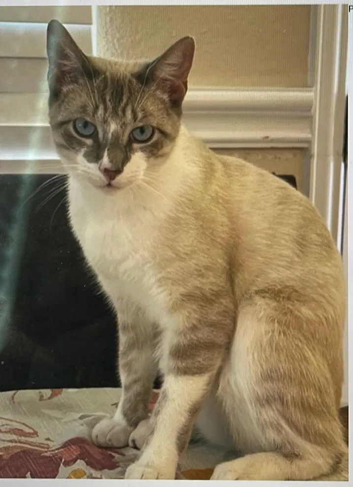 Lost cat in Carrollton, TX, 75010