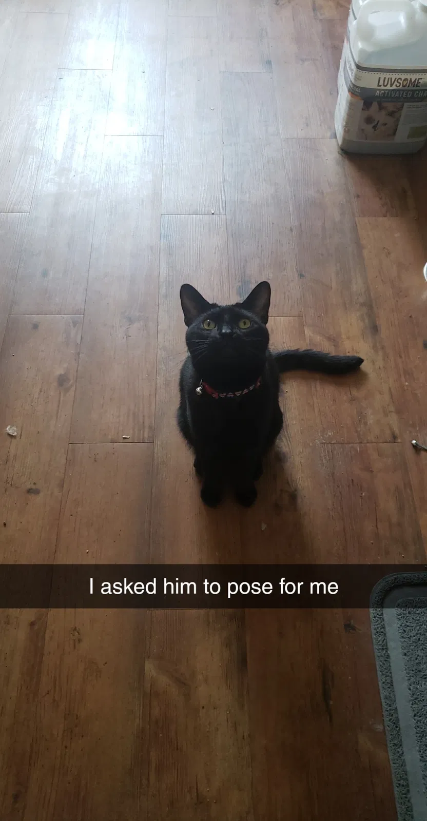 Lost cat in Columbus, OH, 43214