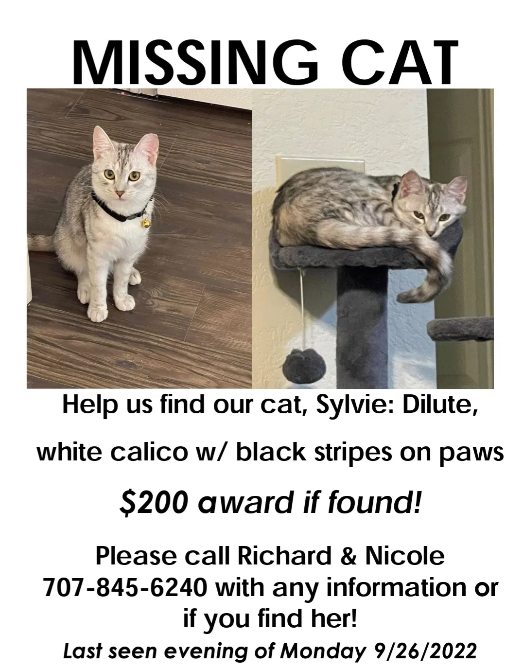 Lost cat in Killeen, TX, 76542
