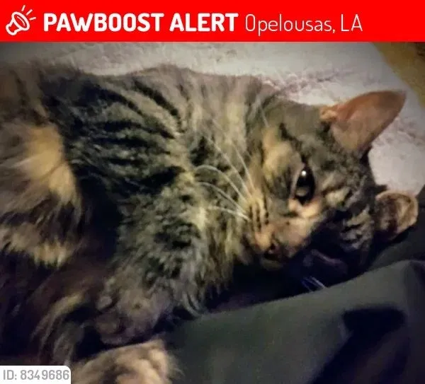 Lost cat in Krotz Springs, LA, 70750