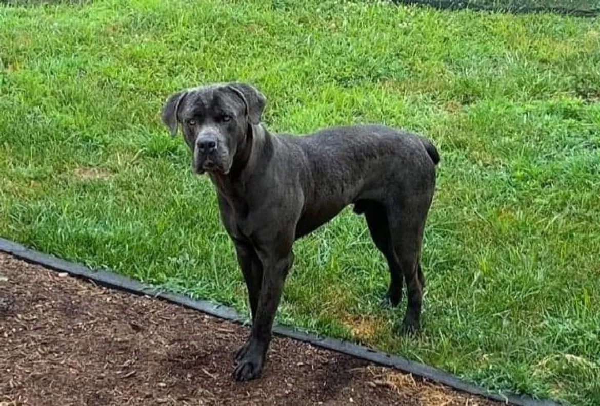 Lost dog in Maryville, IL, 62062