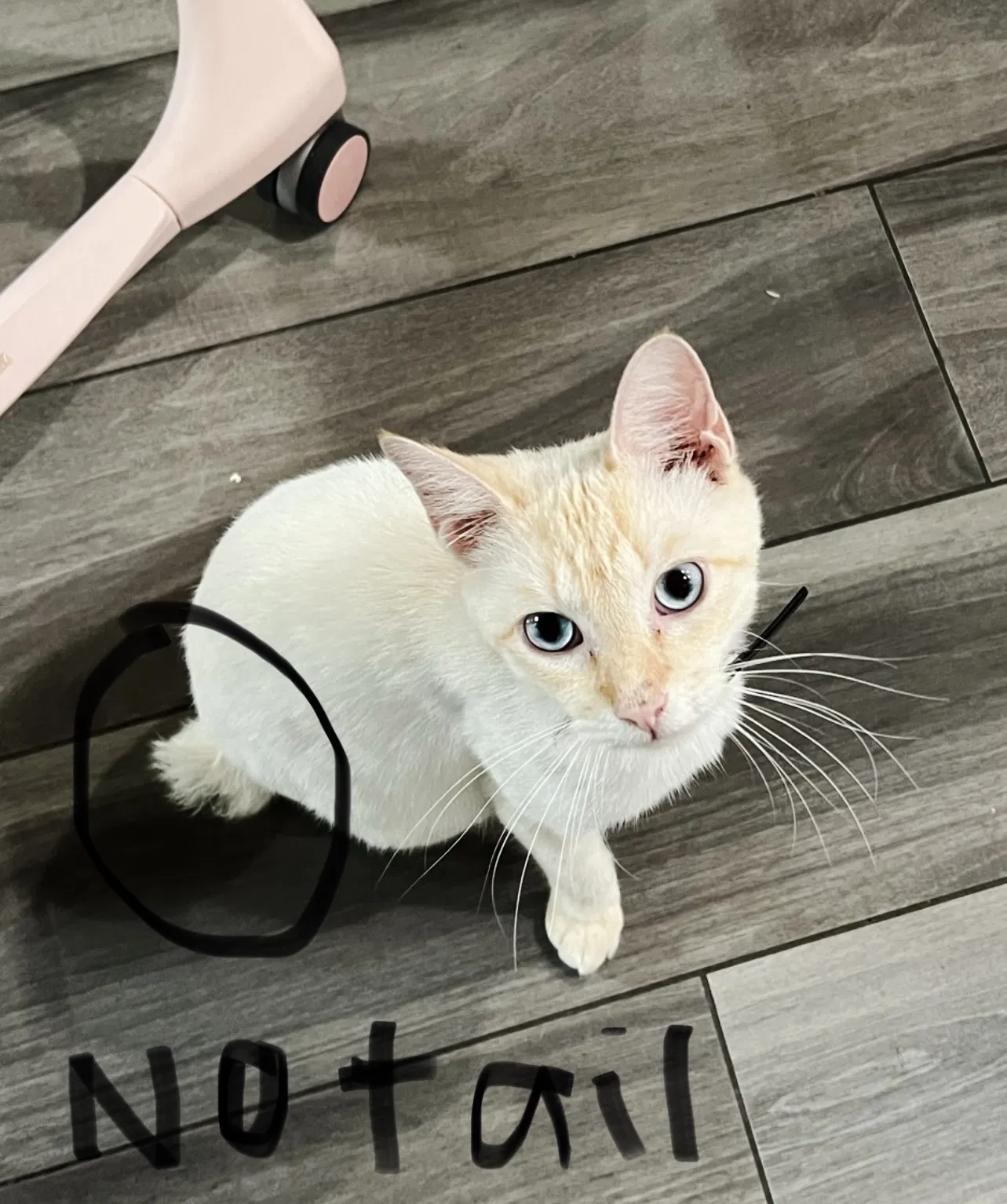 Lost cat in Spring, TX, 77373