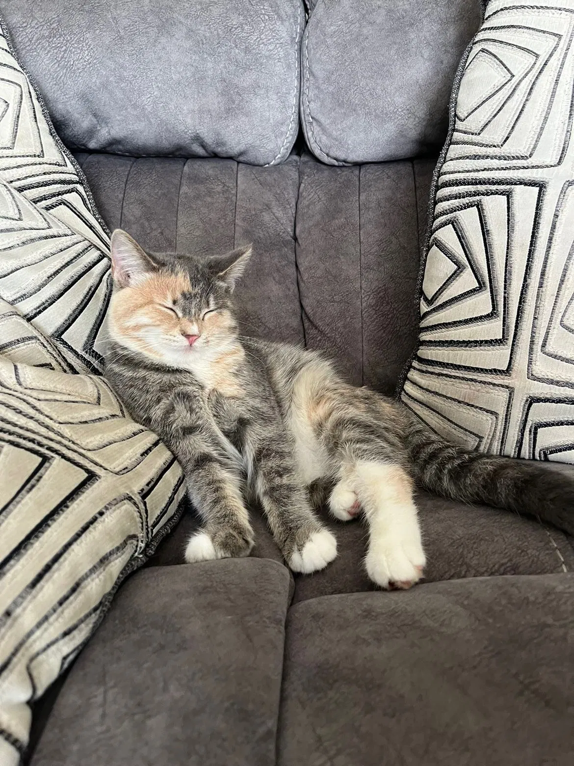 Lost cat in Orland Park, IL, 60462