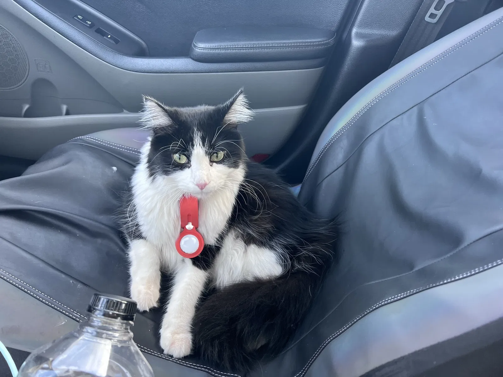 Lost cat in Ada, OK, 74820