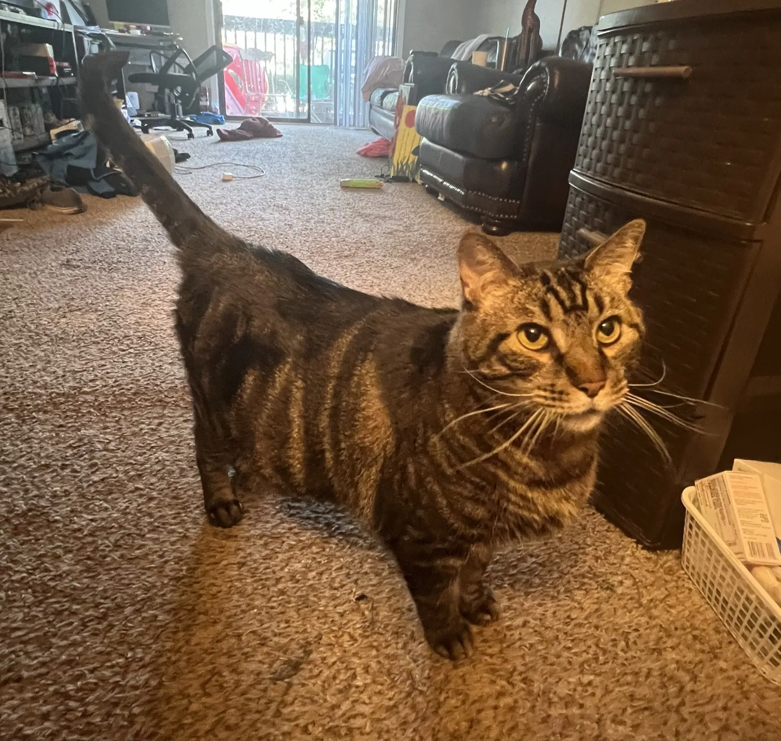 Lost cat in Birmingham, AL, 35216