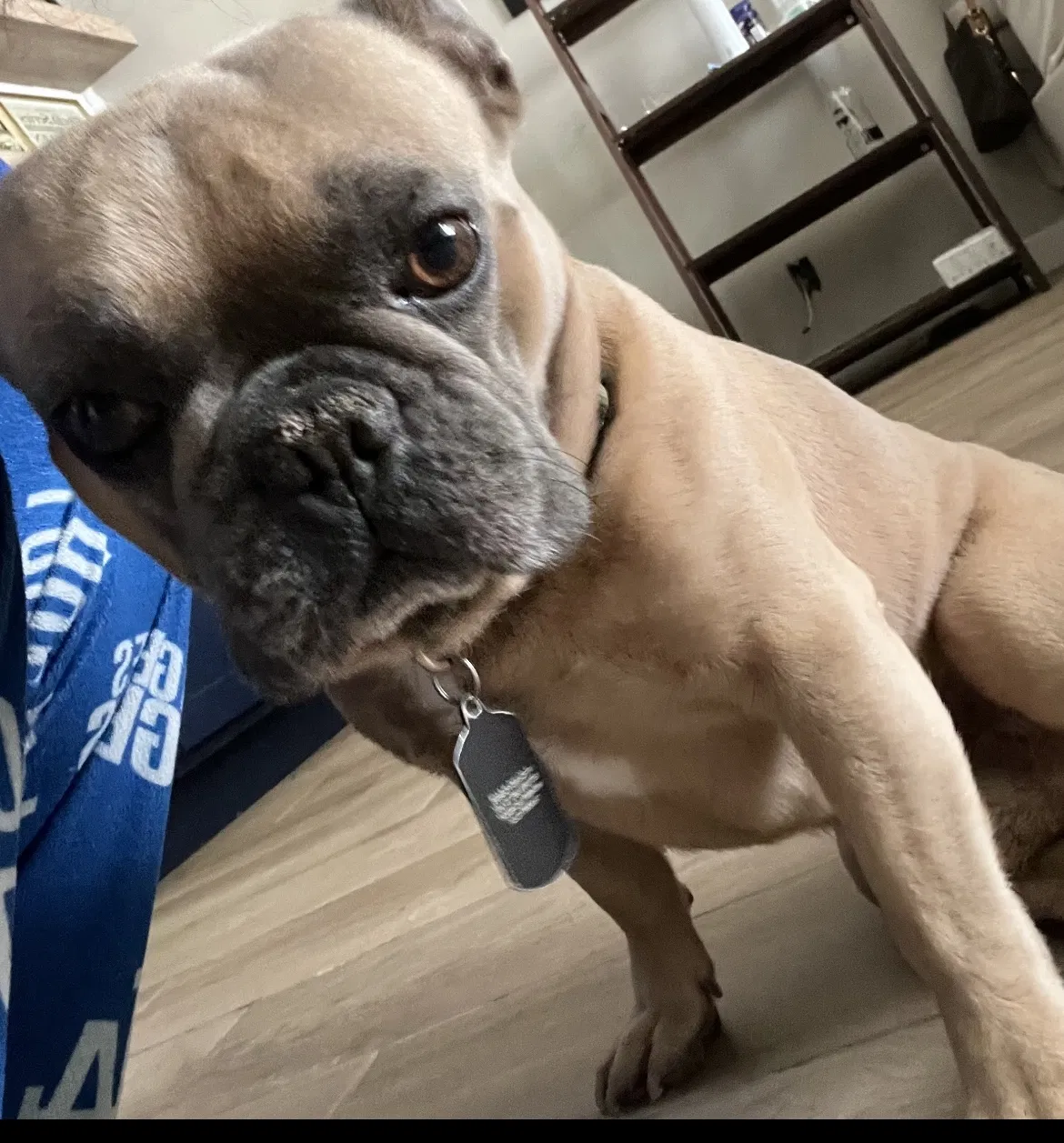 Lost dog in Mira Loma, CA, 91752