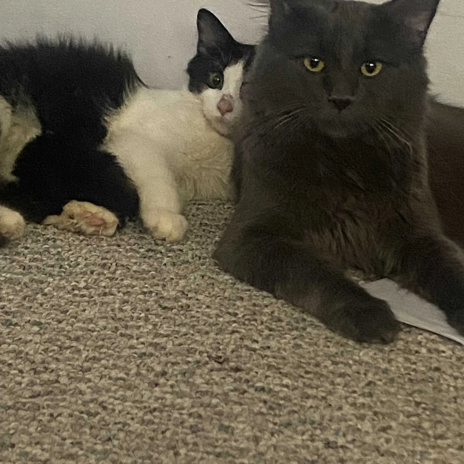 Lost cat in Cromwell, IN, 46732