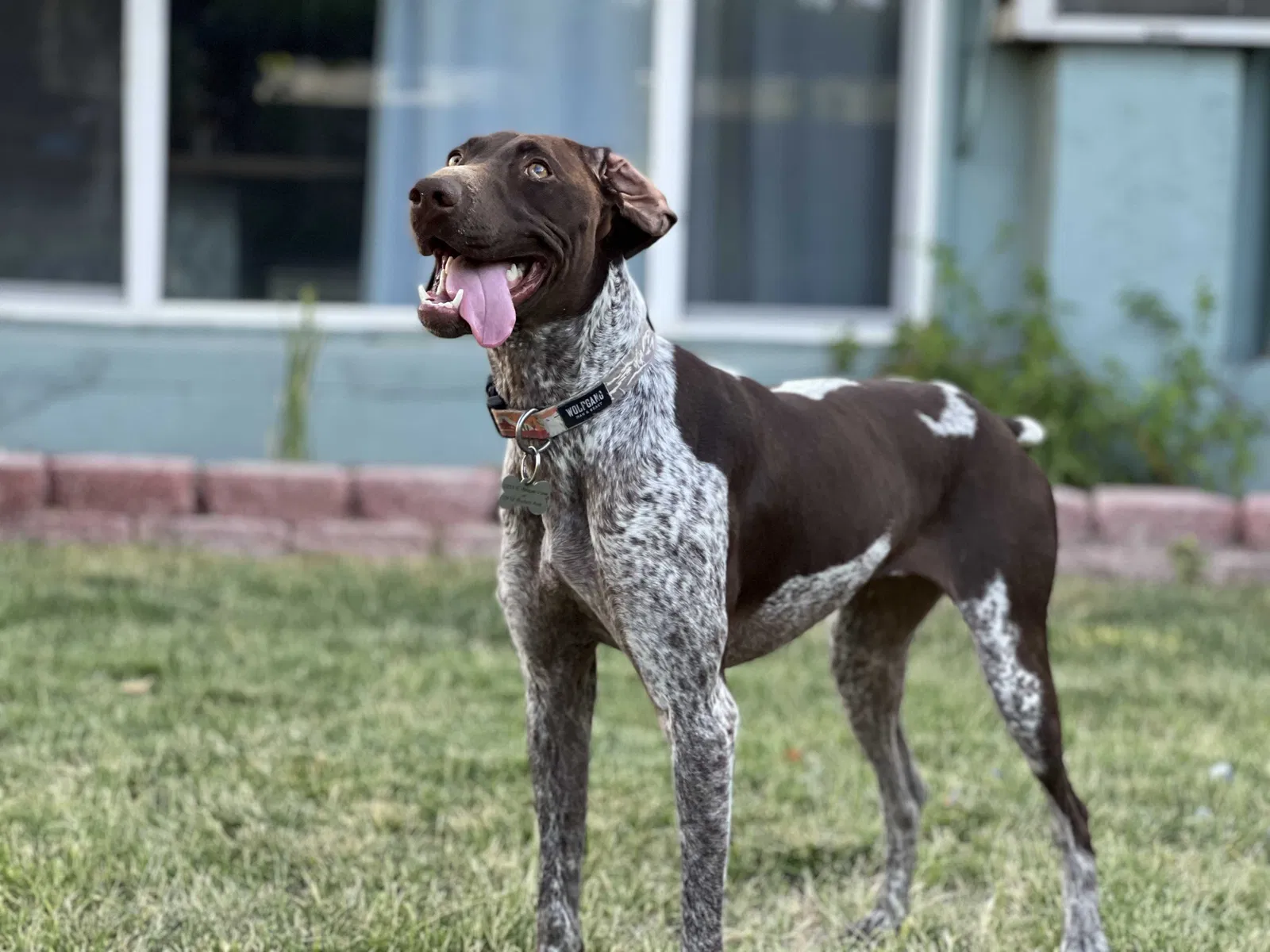Lost dog in Sandy, UT, 84092