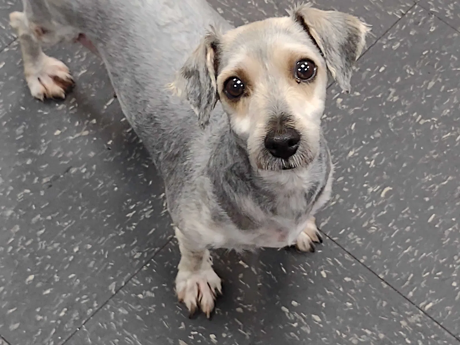 Found dog in Harrisville, PA, 16038