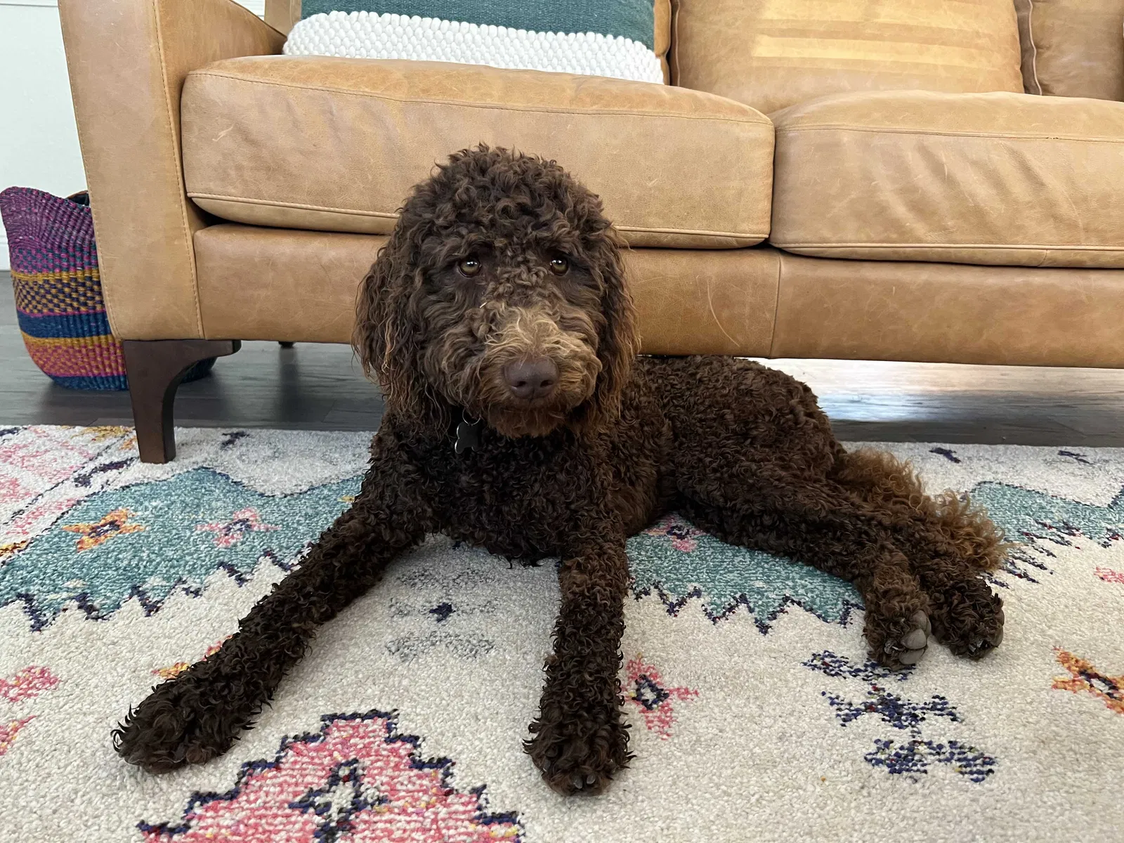 Lost dog in Sandy, UT, 84092