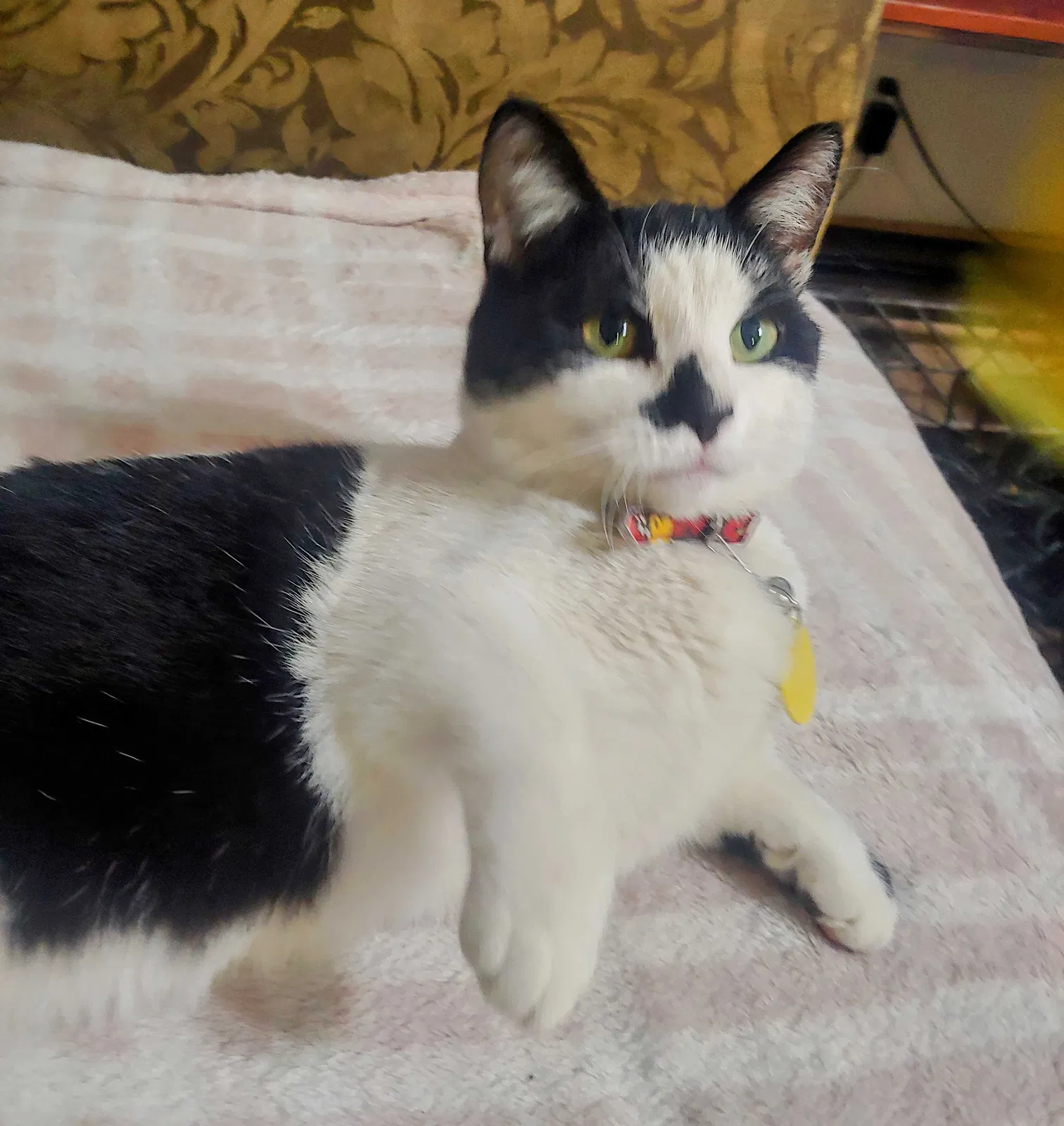 Lost cat in Caldwell, ID, 83605