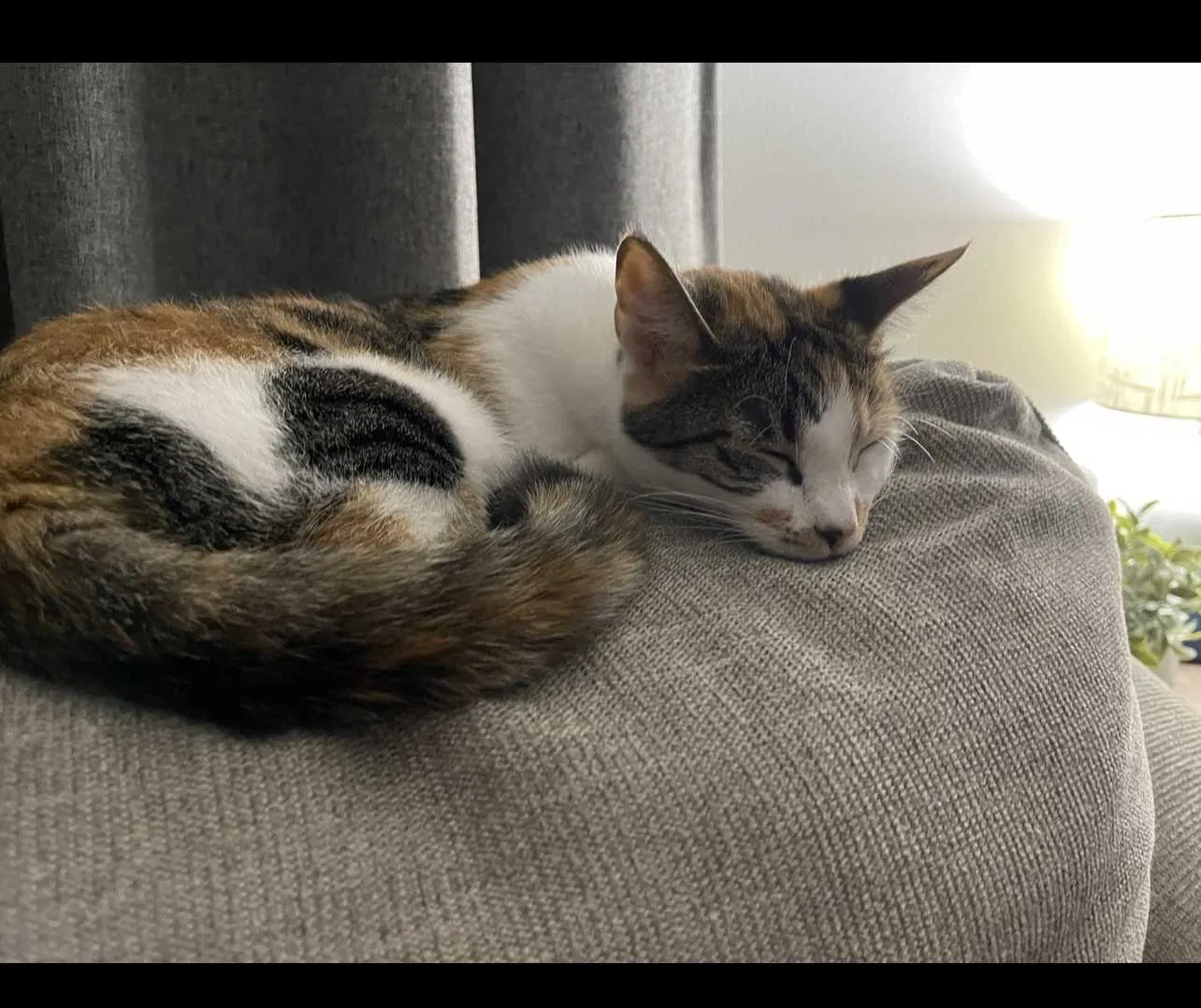 Lost cat in Chesapeake, VA, 23322