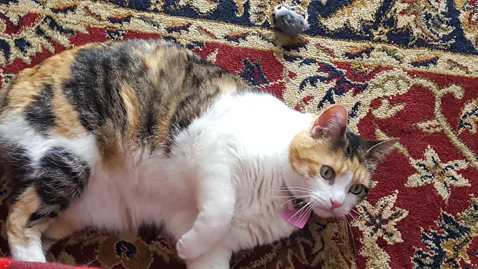 Lost cat in Farmington, MI, 48331