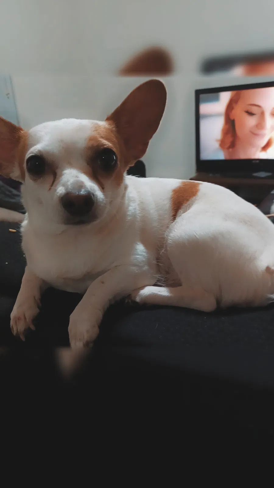 Lost dog in Peyton, CO, 80831