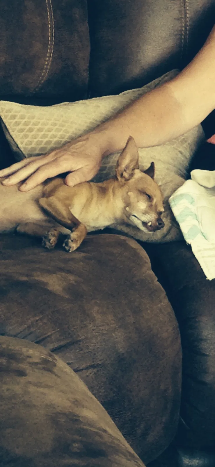 Lost dog in Salinas, CA, 93908