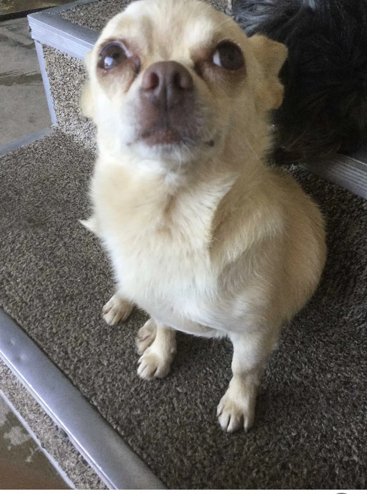 Lost dog in Marysville, CA, 95901