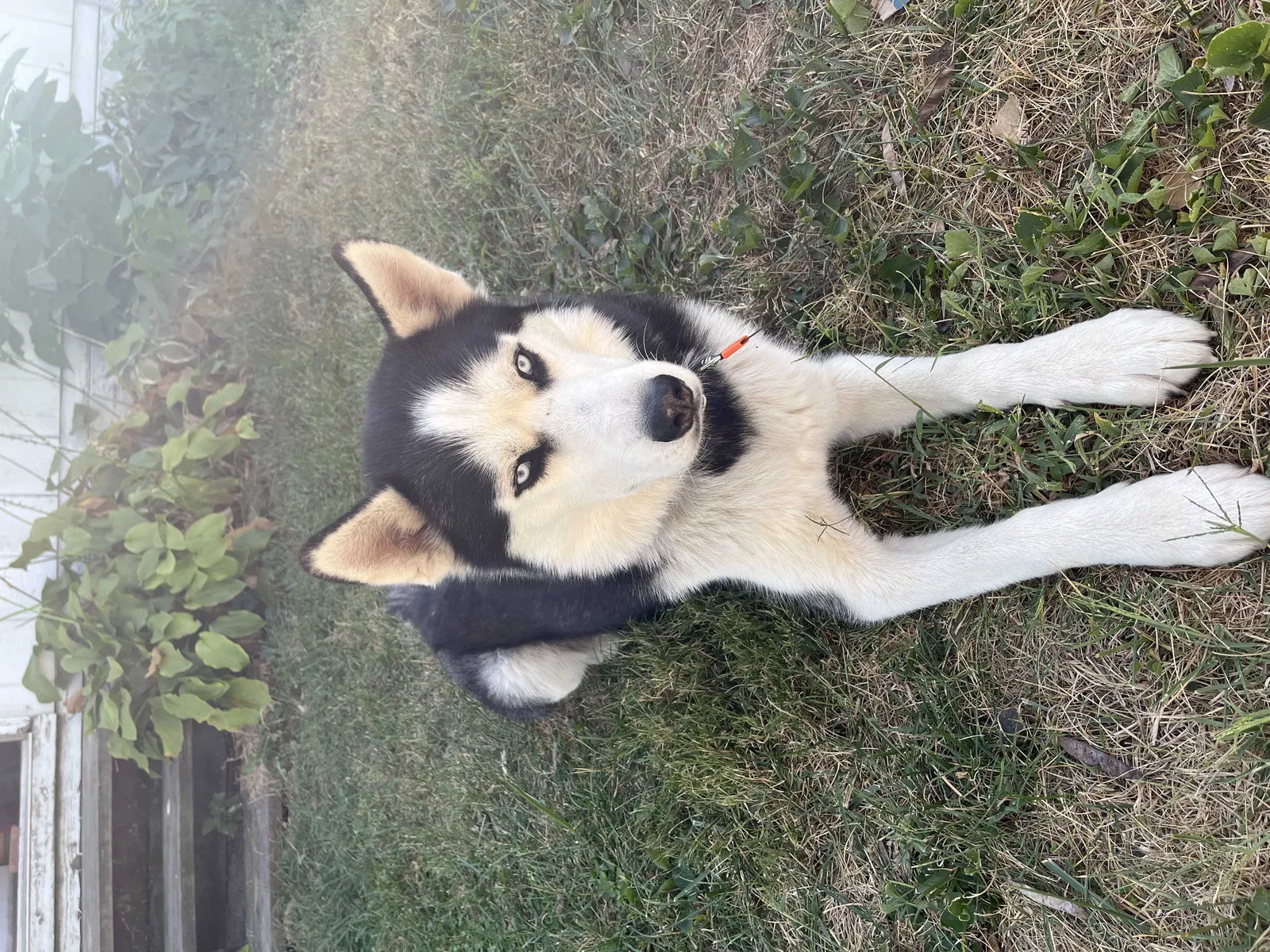 Found dog in Lawson, MO, 64062