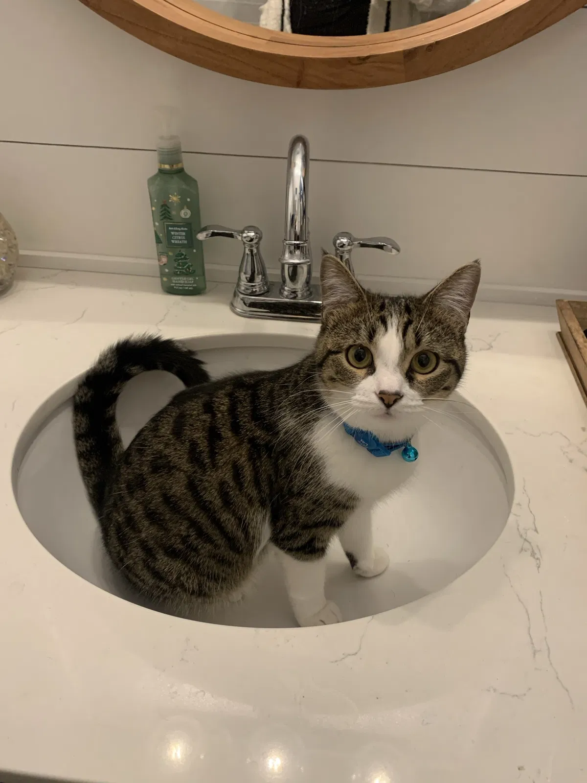 Lost cat in Murfreesboro, TN, 37127