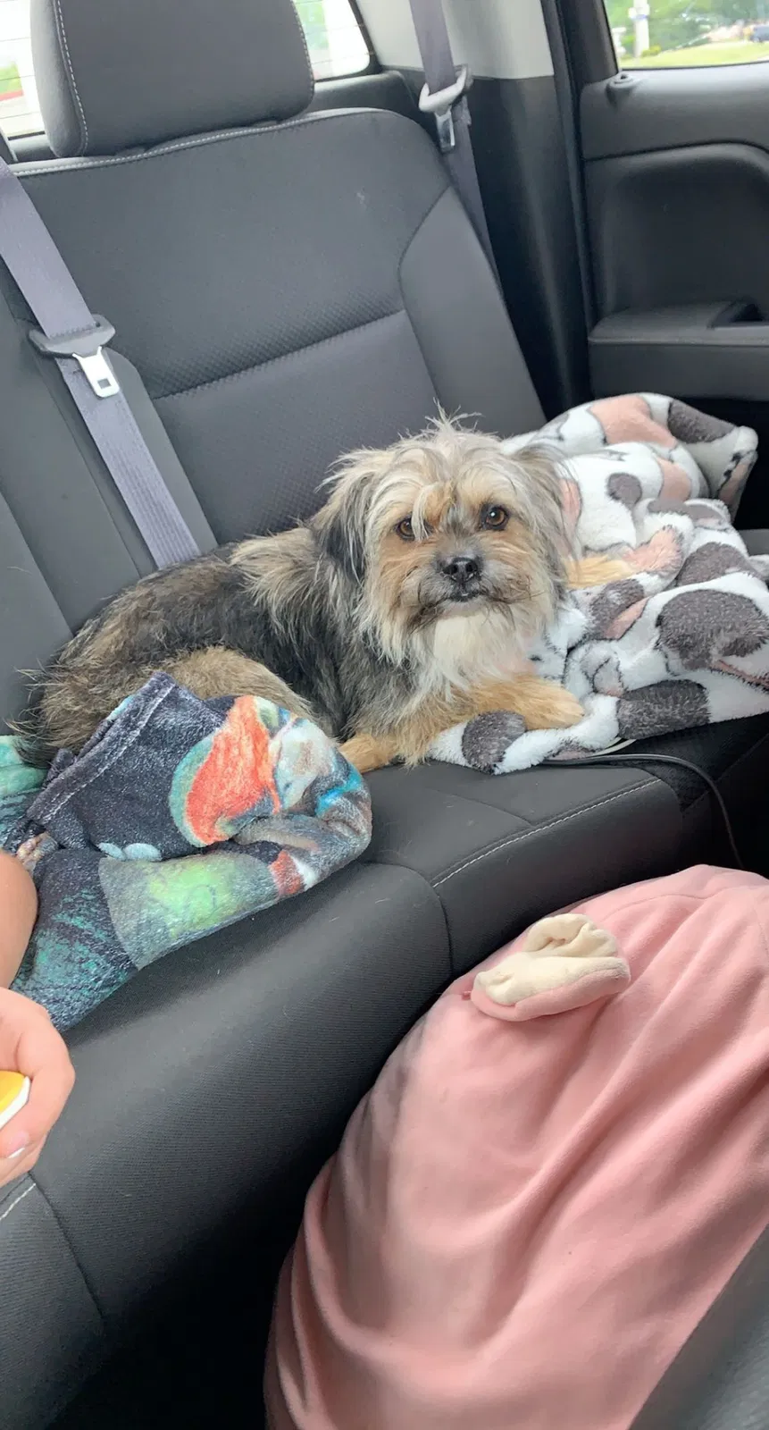 Lost dog in Pensacola, FL, 32526