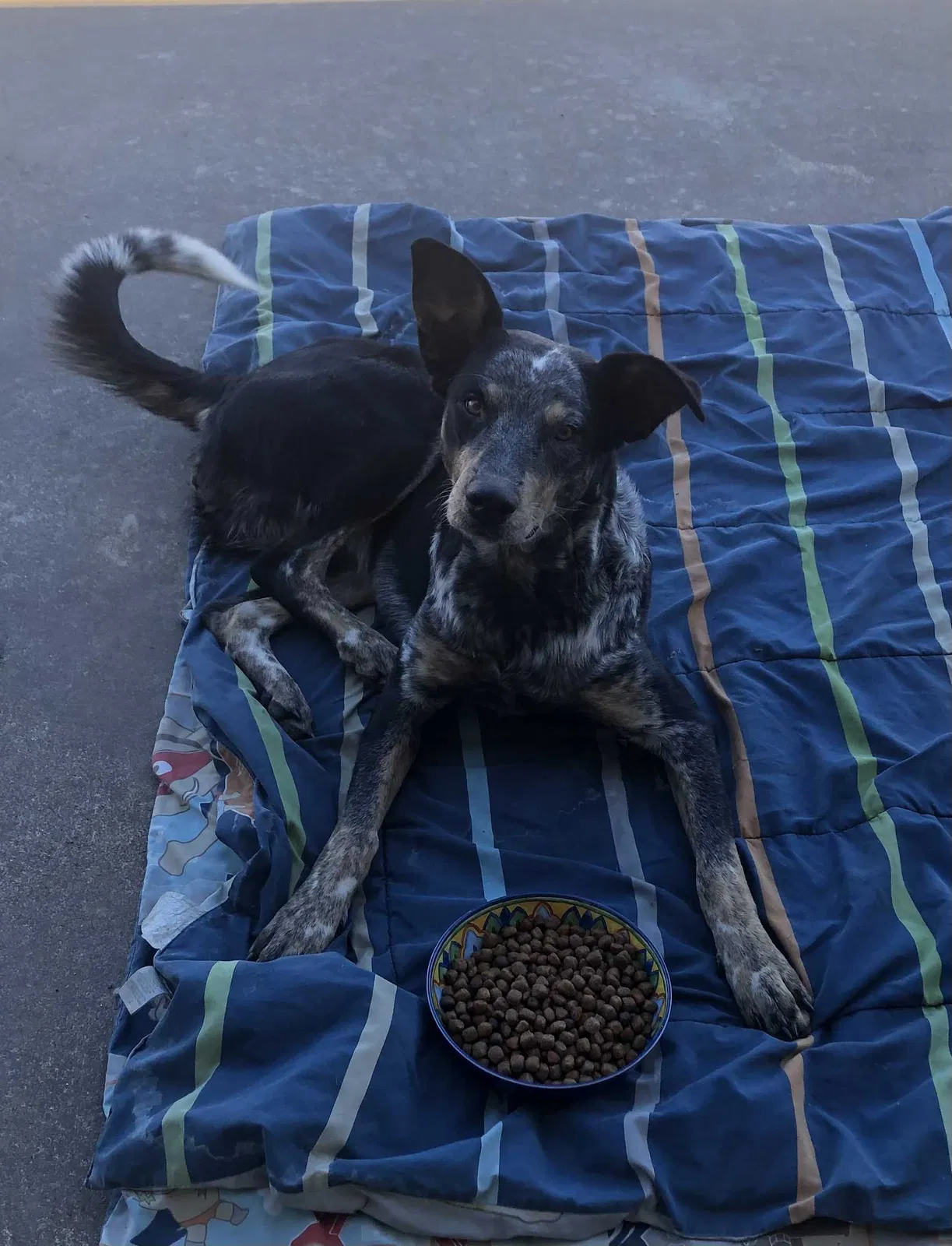 Found dog in Gentry, AR, 72734