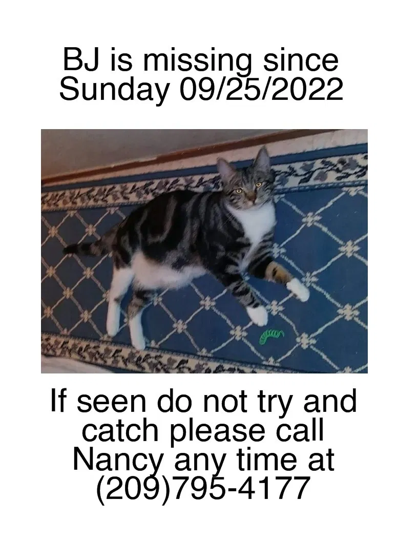 Lost cat in Arnold, CA, 95223