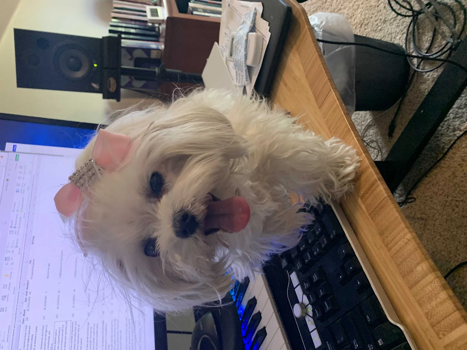 Found dog in Meridian, ID, 83642