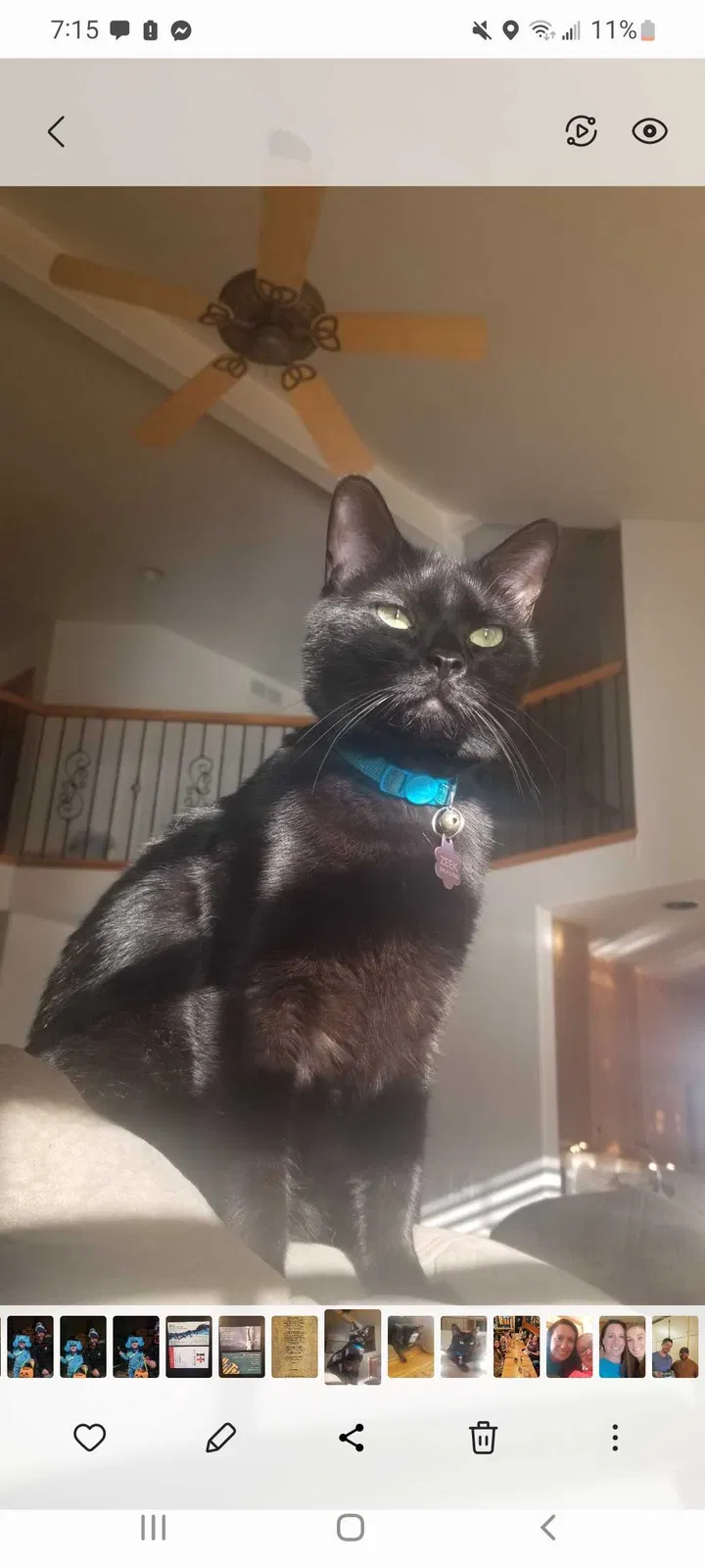 Lost cat in Littleton, CO, 80130