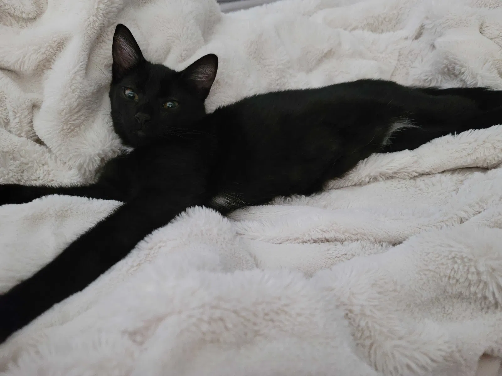 Lost cat in Tampa, FL, 33604