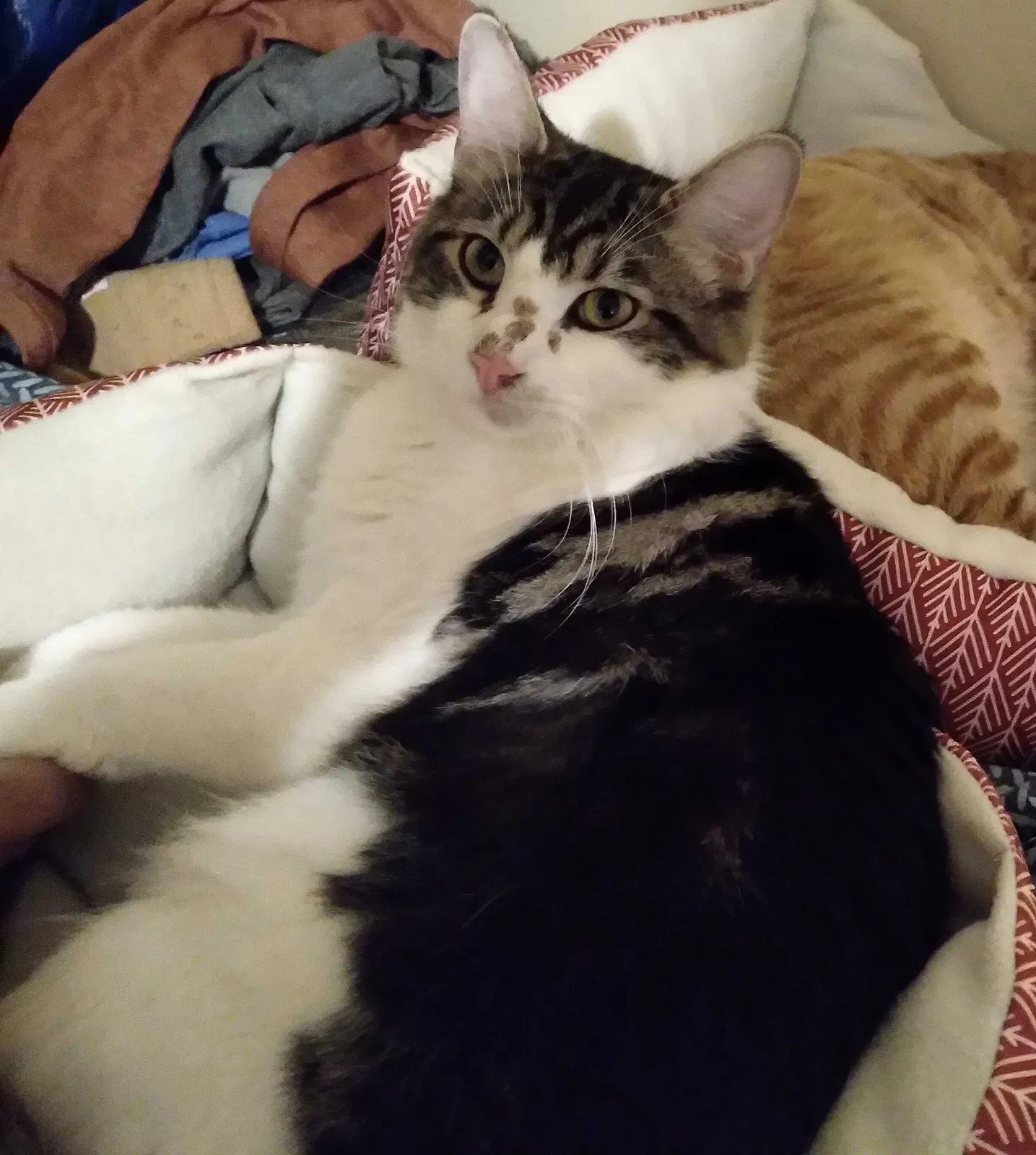 Lost cat in Clarkston, GA, 30021