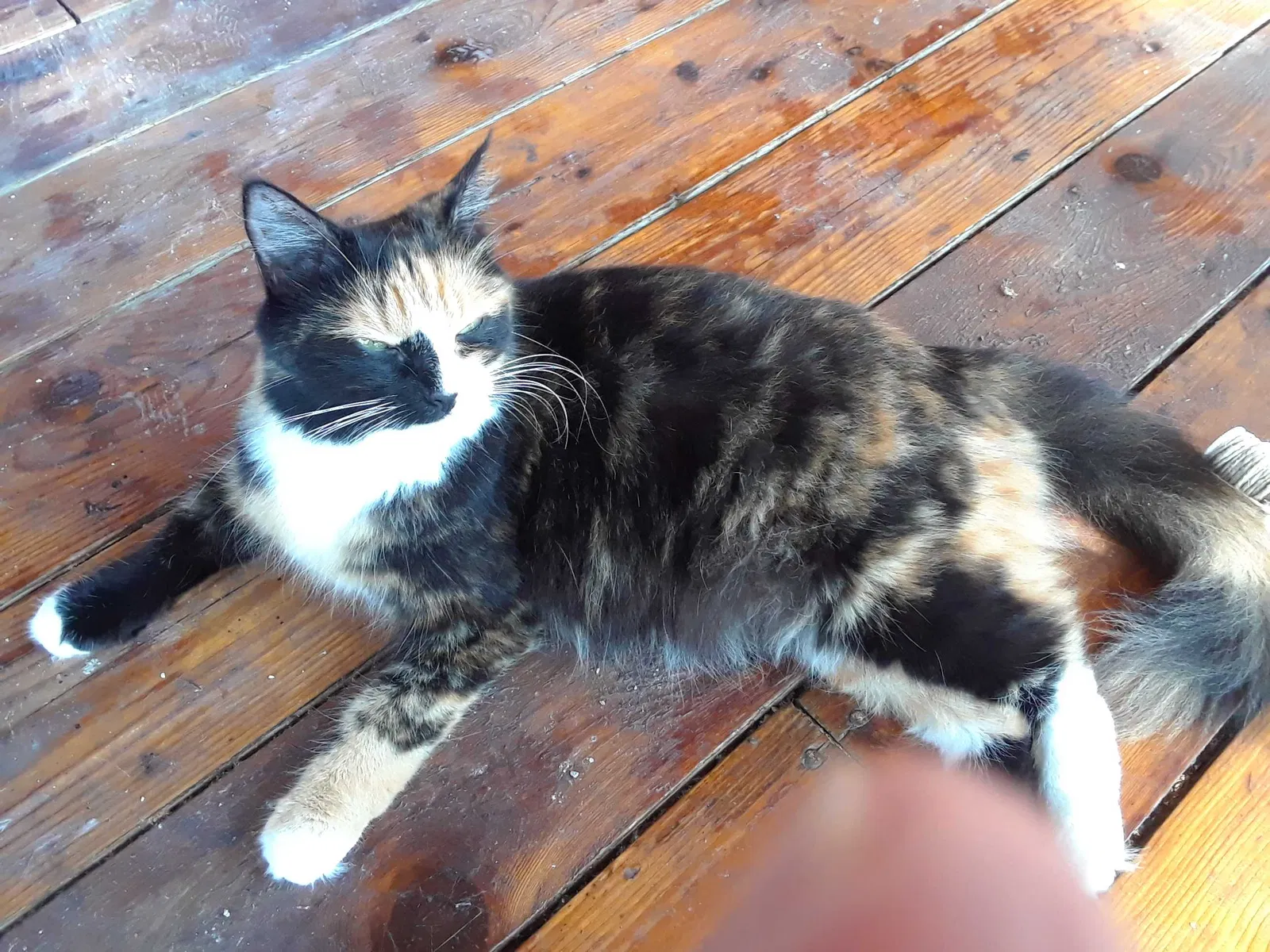 Lost cat in Osteen, FL, 32764
