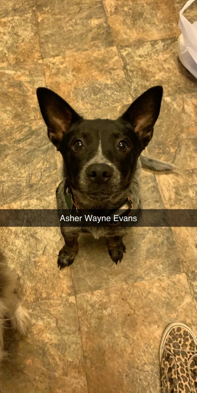 Lost dog in Ash Grove, MO, 65604