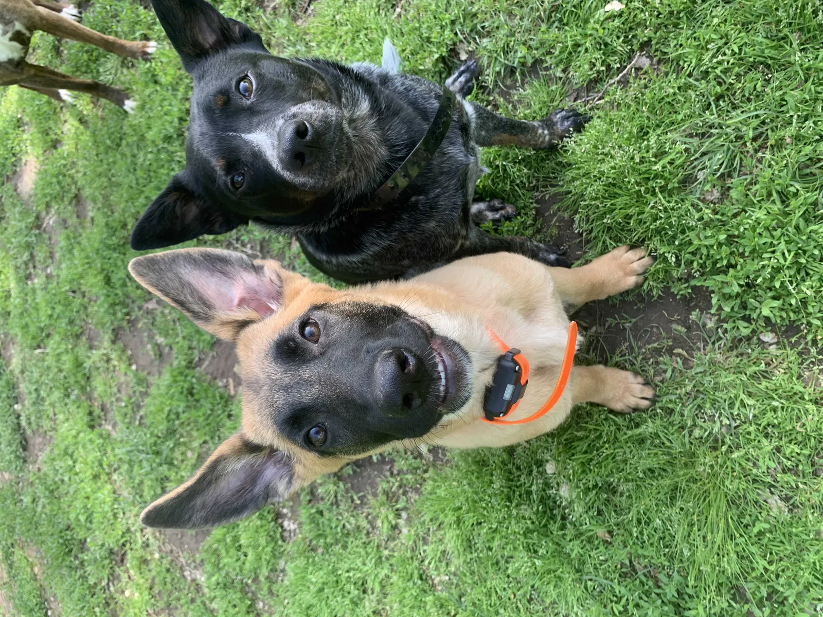 Lost dog in Ash Grove, MO, 65604