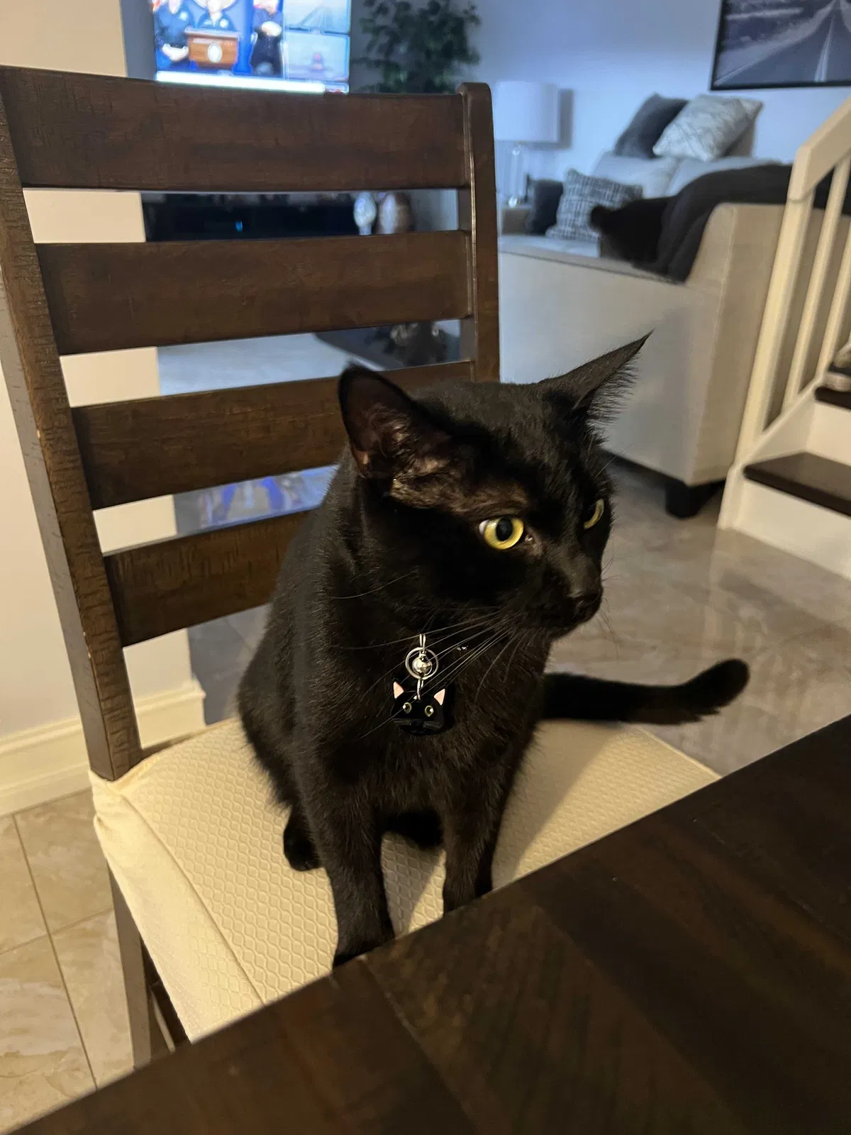 Lost cat in Fort Lauderdale, FL, 33324