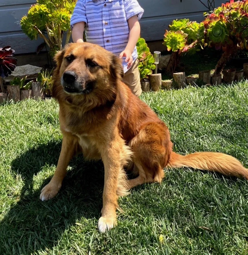 Lost dog in Torrance, CA, 90501