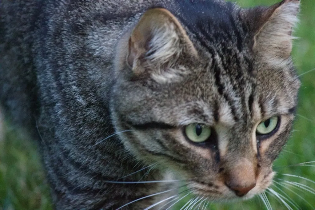 Lost cat in High Point, NC, 27265