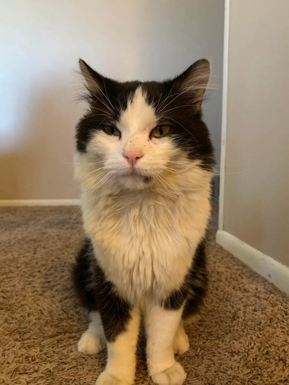 Lost cat in Cheyenne, WY, 82001