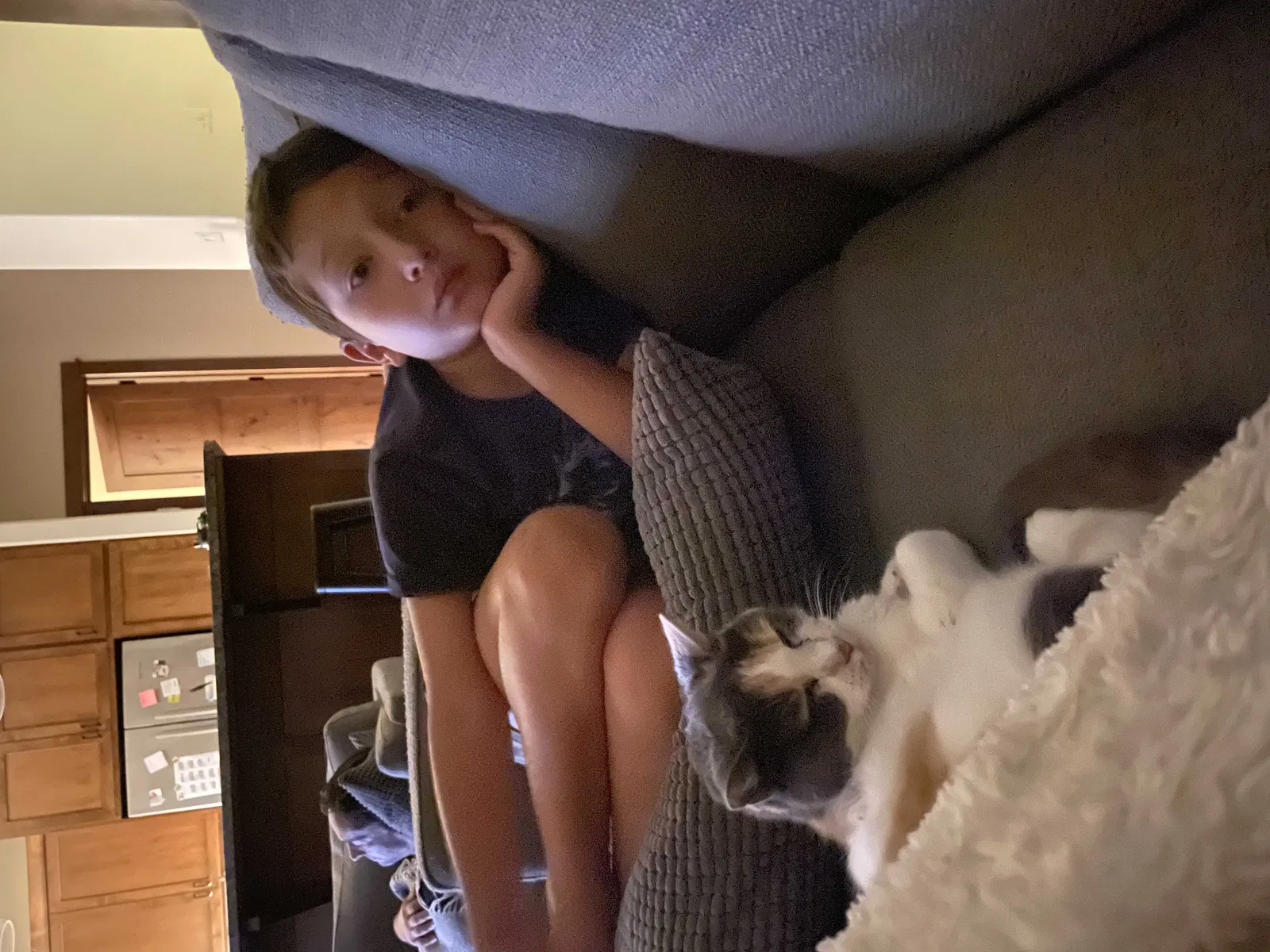 Lost cat in Olympia, WA, 98502