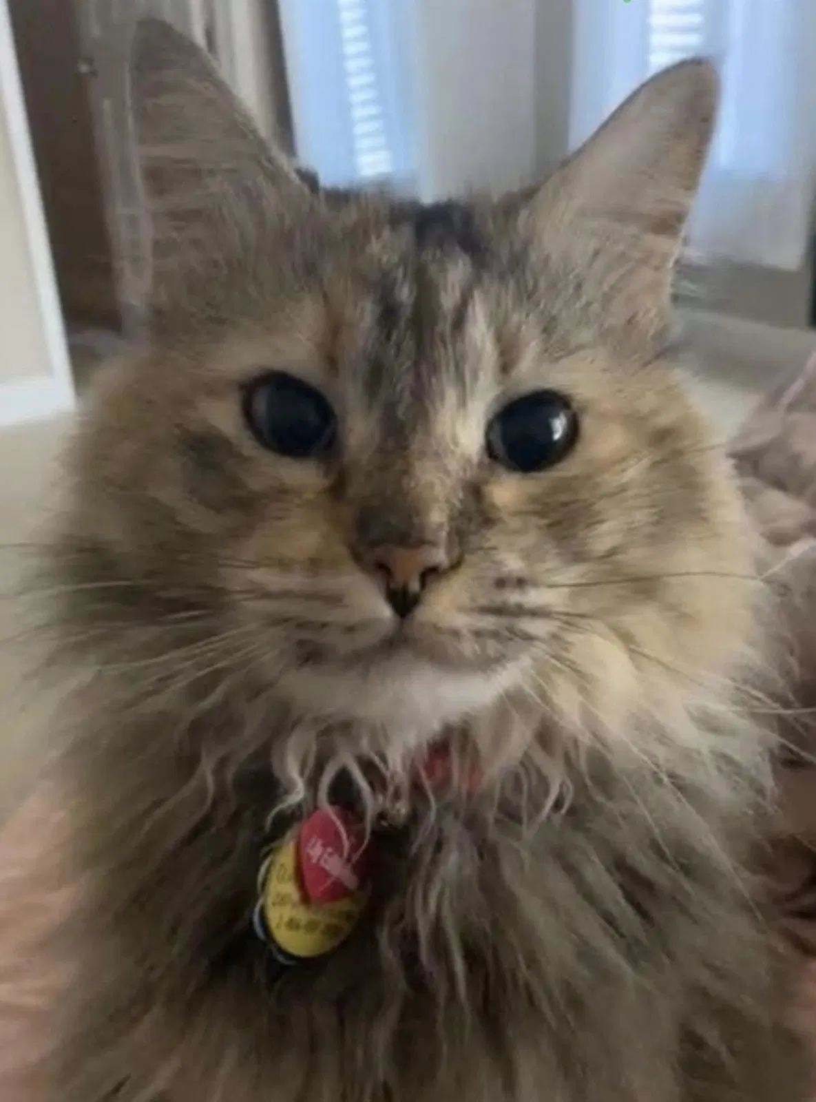 Lost cat in Katy, TX, 77449