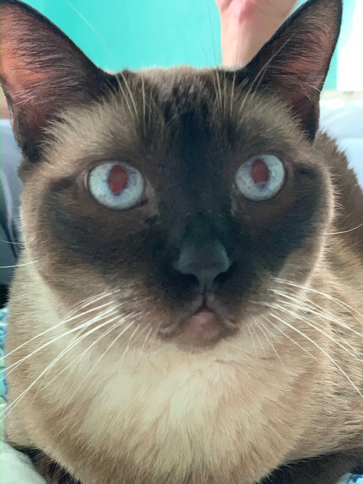 Lost cat in Statham, GA, 30666