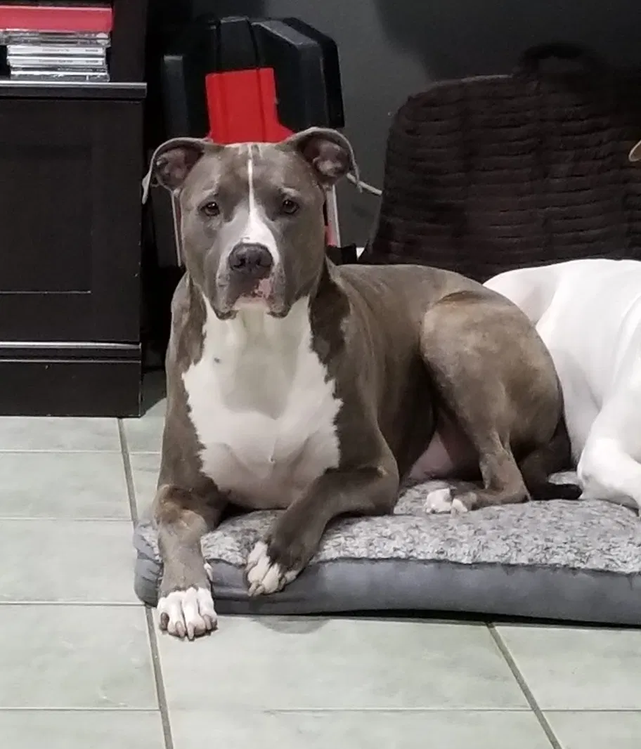 Lost dog in Denton, TX, 76205