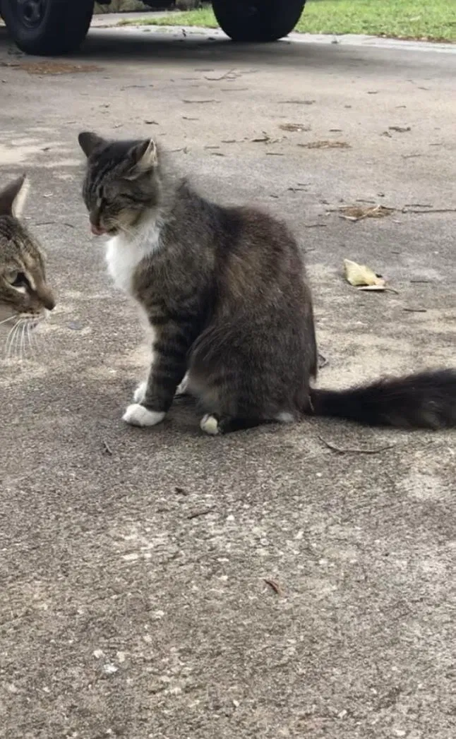 Lost cat in Titusville, FL, 32780