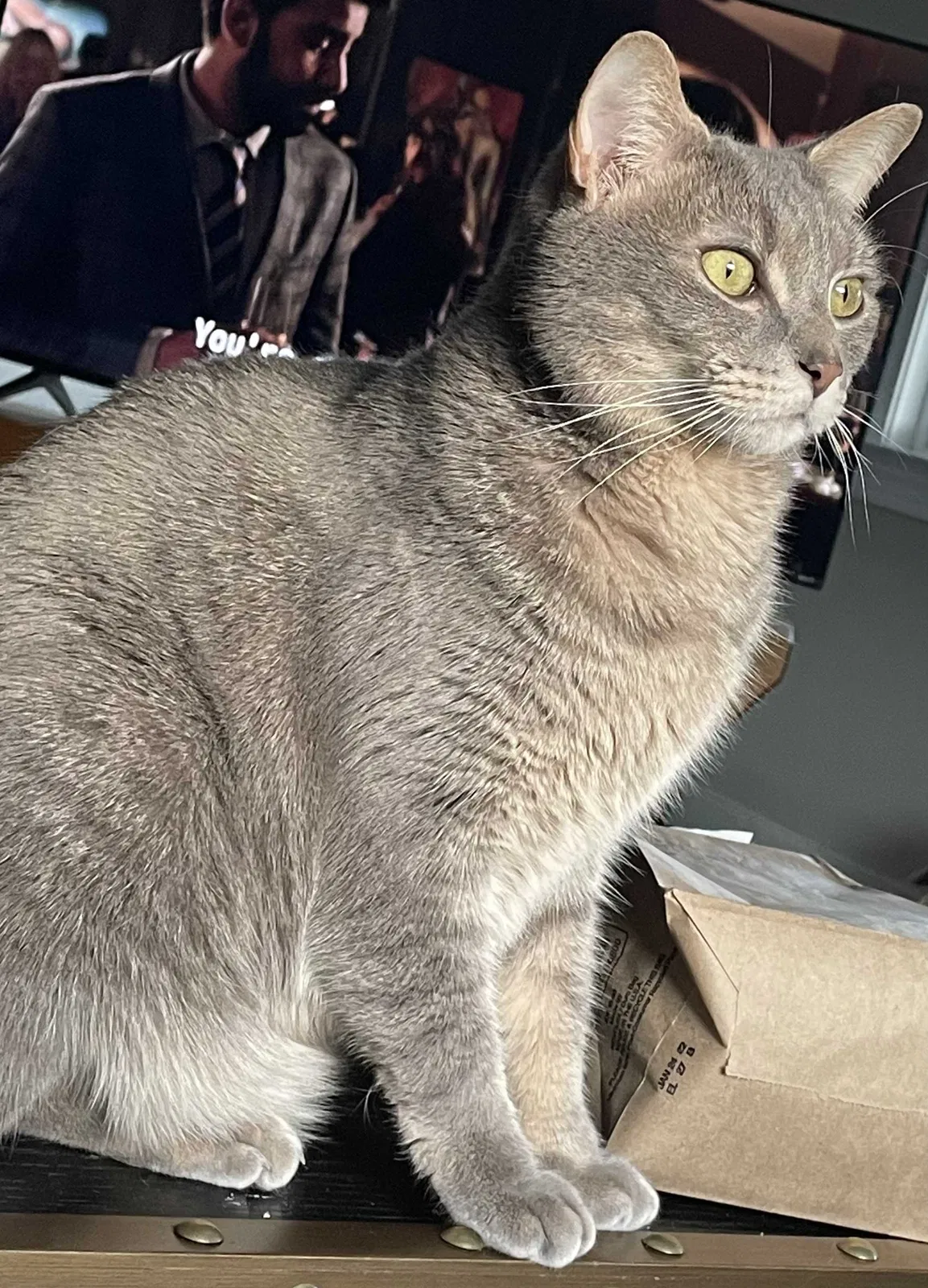 Lost cat in Richmond, VA, 23222
