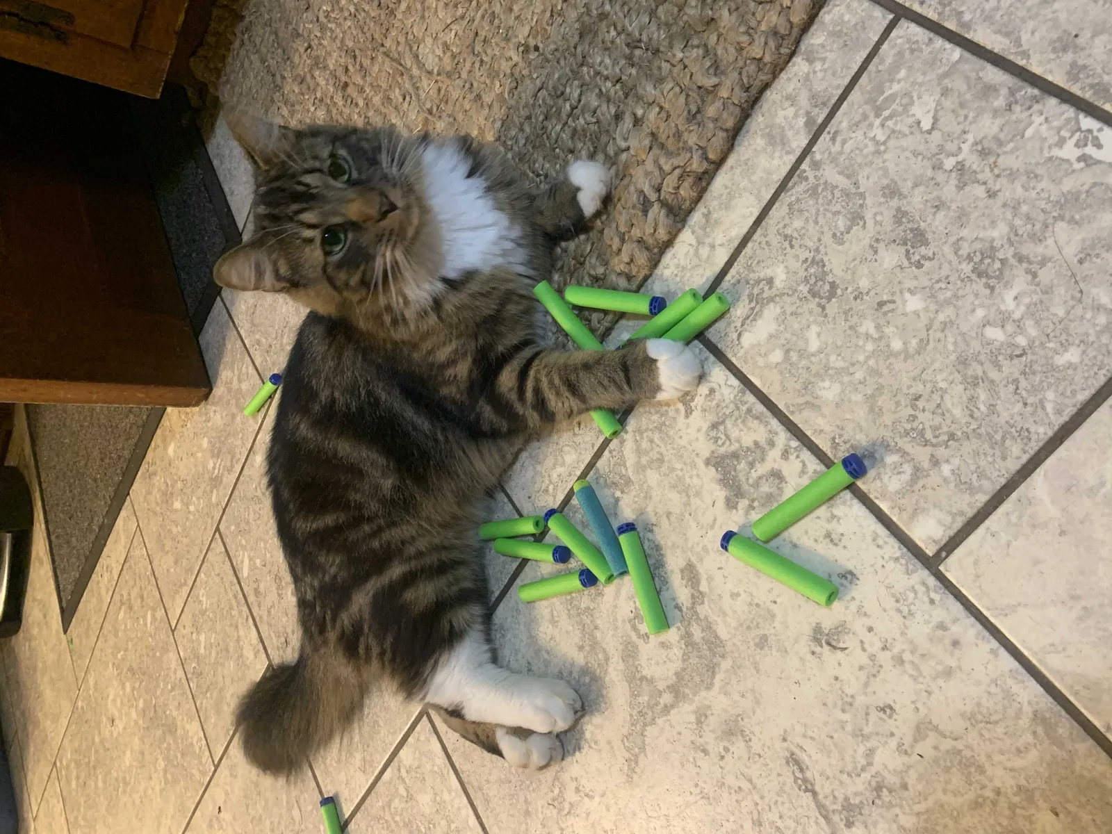 Lost cat in Winston Salem, NC, 27106