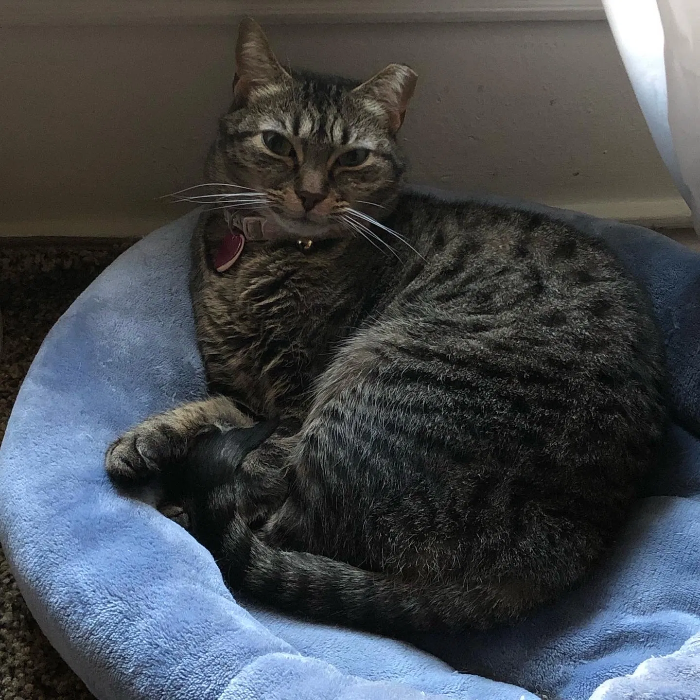 Lost cat in Fairfax, VA, 22033