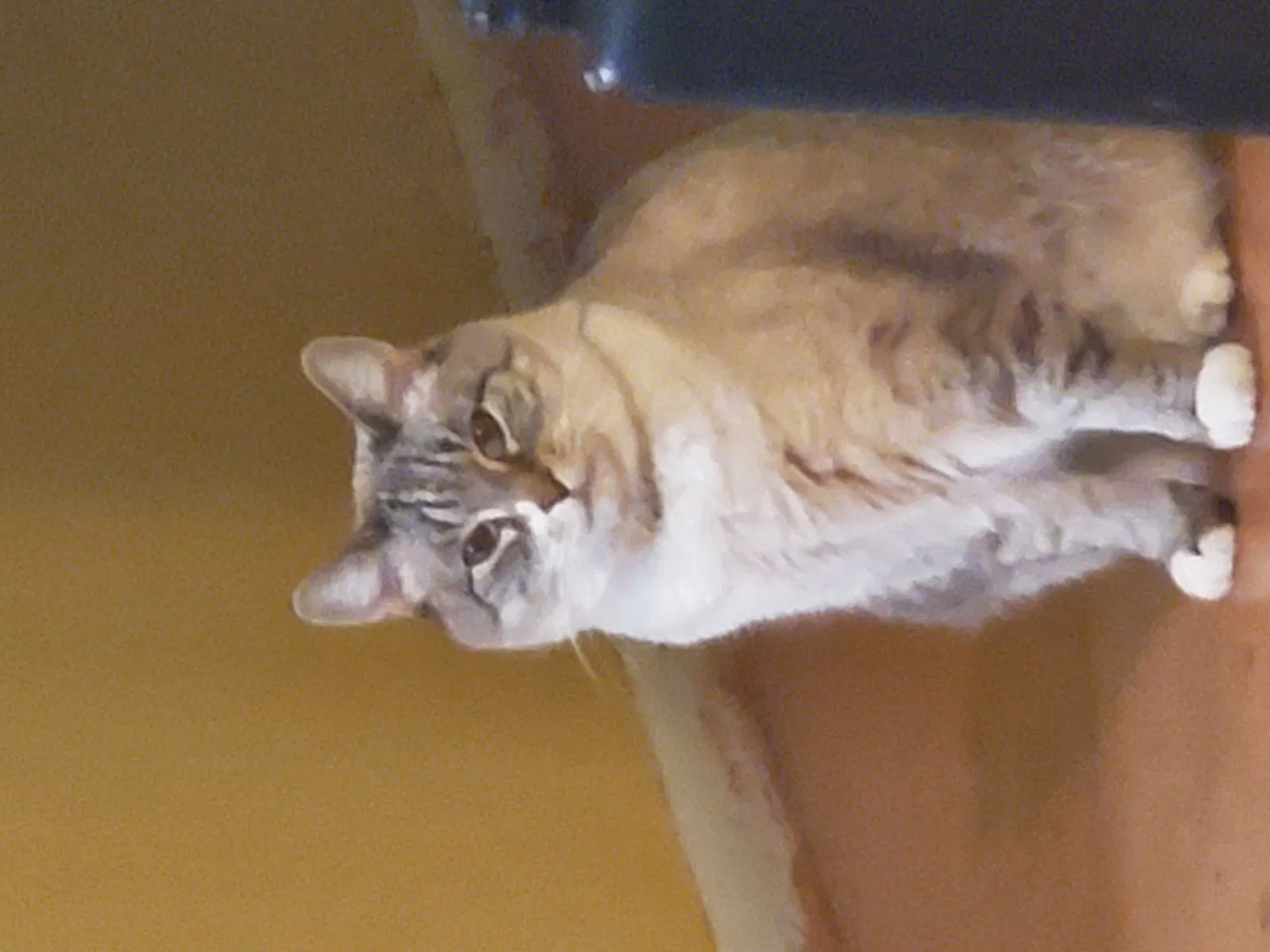 Lost cat in Rio Rancho, NM, 87124