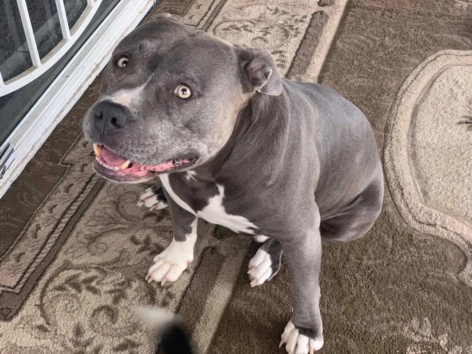 Lost dog in Indianapolis, IN, 46241